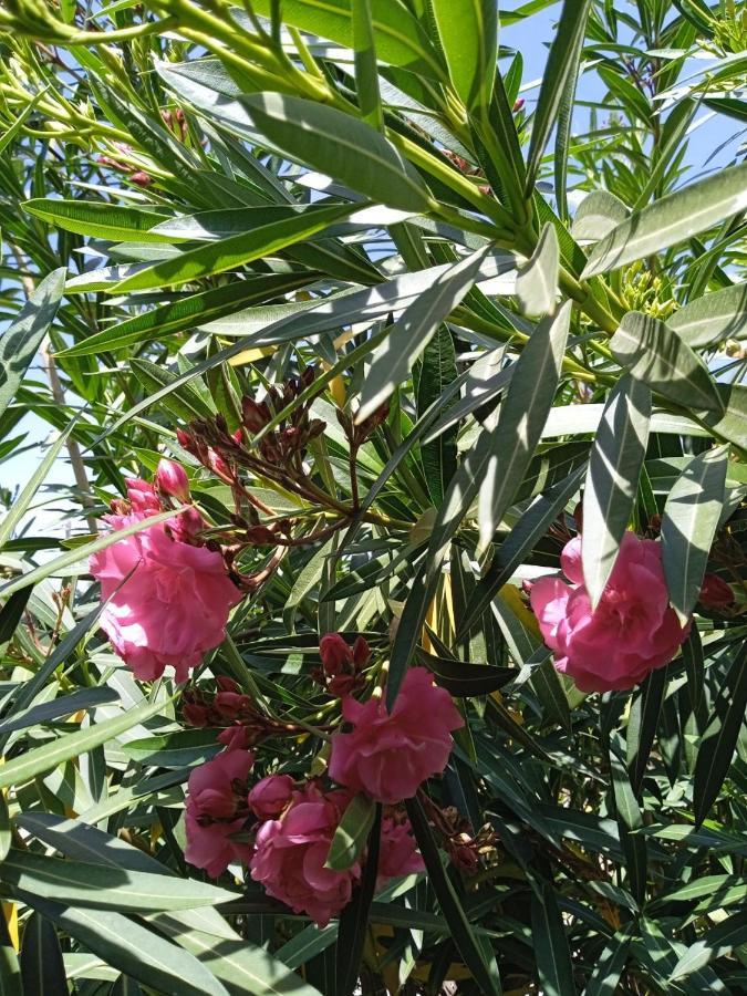 Finca El Gaudi, Casita Catharina 安波拉 外观 照片
